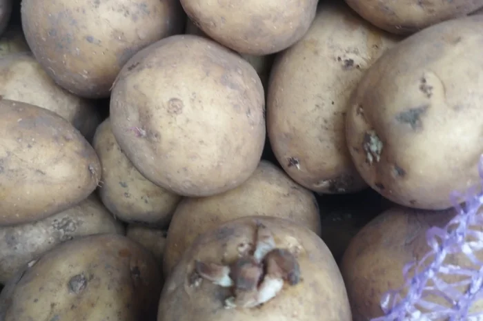 Пропоную посадкову картоплю Рівєра- фото № 1