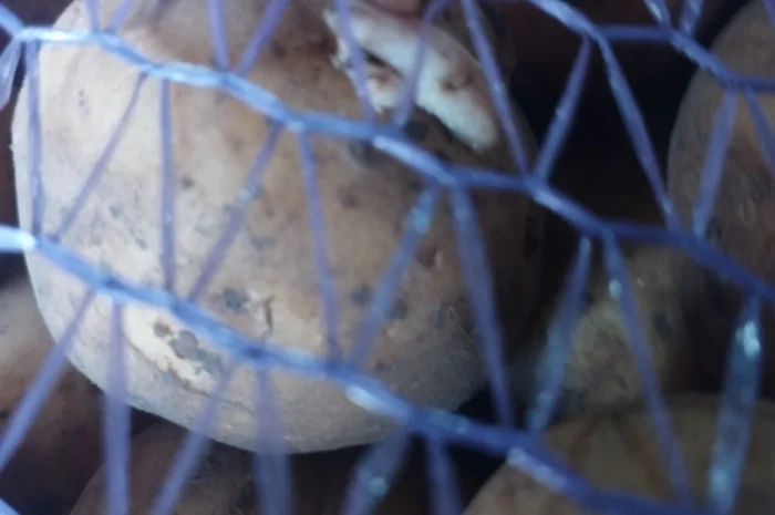 Пропоную посадкову картоплю Рівєра- фото № 2