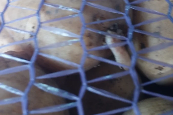 Пропоную посадкову картоплю Рівєра- фото № 3