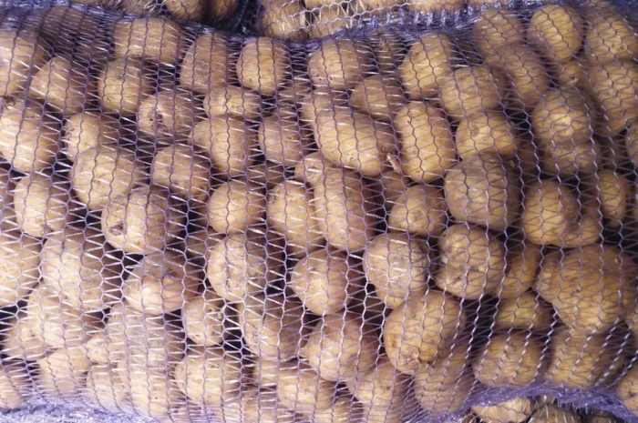 Пропоную посадкову картоплю Рівєра- фото № 4