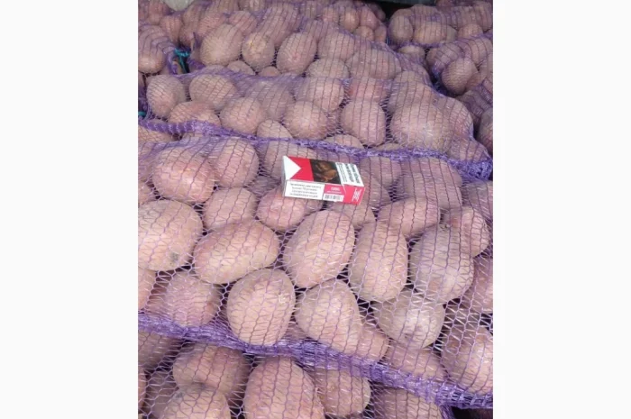 Пропонується картопля сорту Бела Роса- фото № 1