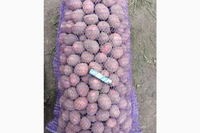 Пропонується семенна картопля Аризона та Бела Роса- фото № 1