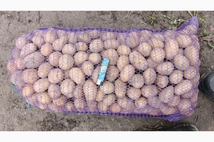 Пропонується семенна картопля Аризона та Бела Роса- фото № 2