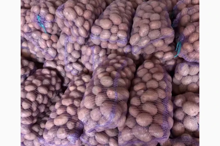 Продается картофель высокого качества- фото № 1