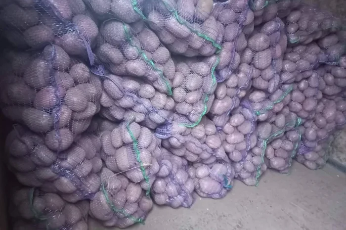 Продается картофель высокого качества- фото № 3