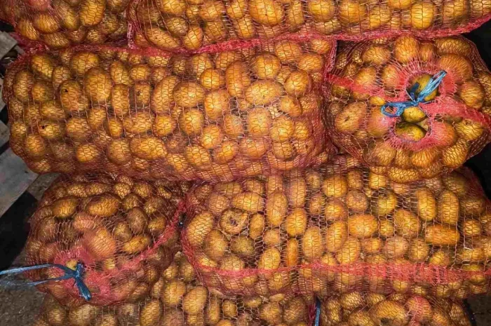 Пропонується посадкова картопля сорту Парадізо, Саншайн, Корінна, Бельмондо- фото № 1