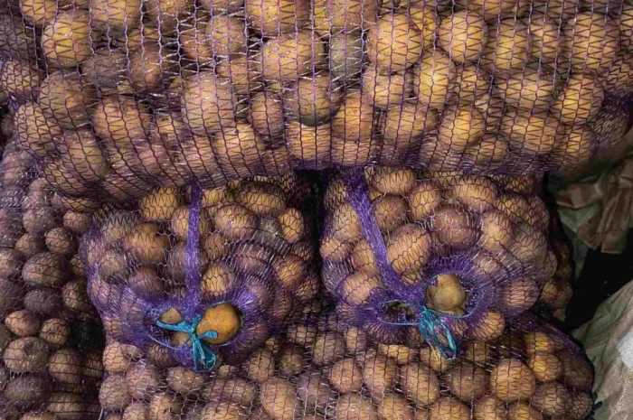 Пропонується посадкова картопля сорту Парадізо, Саншайн, Корінна, Бельмондо- фото № 2