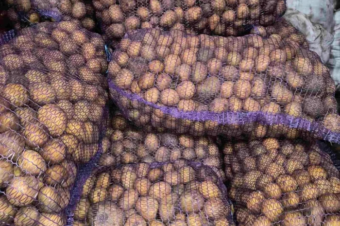 Пропонується посадкова картопля сорту Парадізо, Саншайн, Корінна, Бельмондо- фото № 3