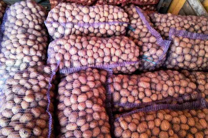 Пропонується посадкова картопля сорту Парадізо, Саншайн, Корінна, Бельмондо- фото № 4