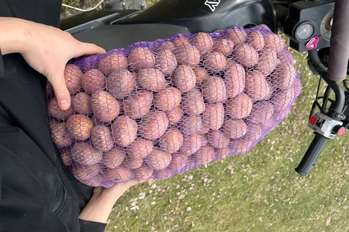 Продается товарная картошка белого и красного сортов- фото № 2