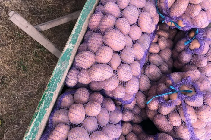 Продается товарная картошка белого и красного сортов- фото № 3