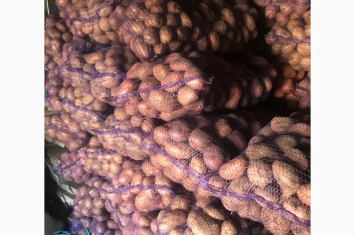 Товарна картопля (Домашня)- фото № 1