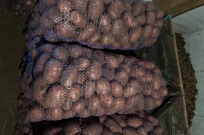 Продается качественная товарная картошка- фото № 2