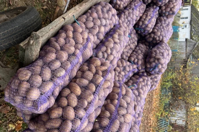 Продается качественная товарная картошка- фото № 3