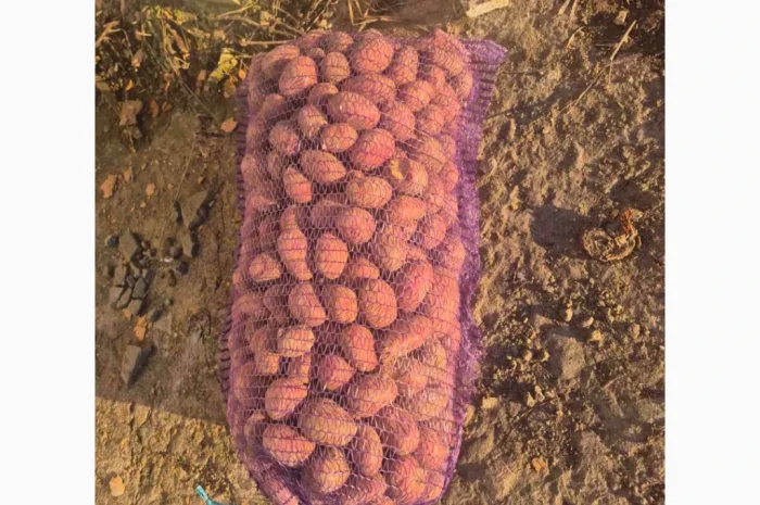 Продается семенной картофель Била Роса- фото № 1