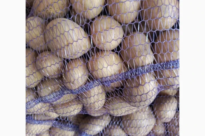 Продается семенной картофель Била Роса- фото № 2