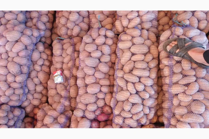 Продается семенной картофель Била Роса- фото № 3