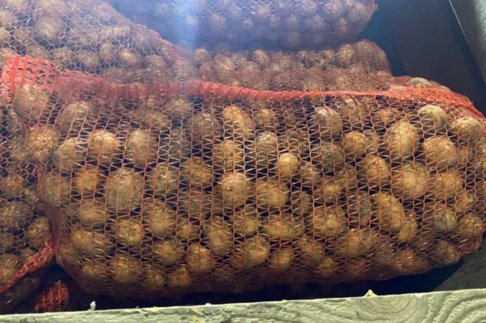 Пропонується рання картопля сортів Рівʼєра та Арізона- фото № 1