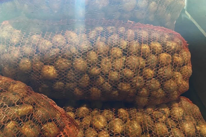 Пропонується рання картопля сортів Рівʼєра та Арізона- фото № 2