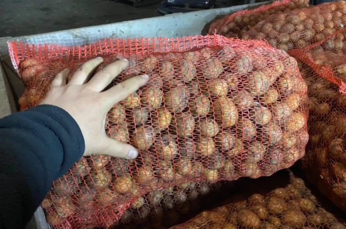 Пропонується рання картопля сортів Рівʼєра та Арізона- фото № 3