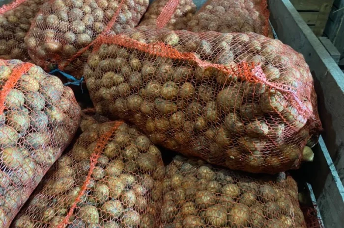 Пропонується рання картопля сортів Рівʼєра та Арізона- фото № 4