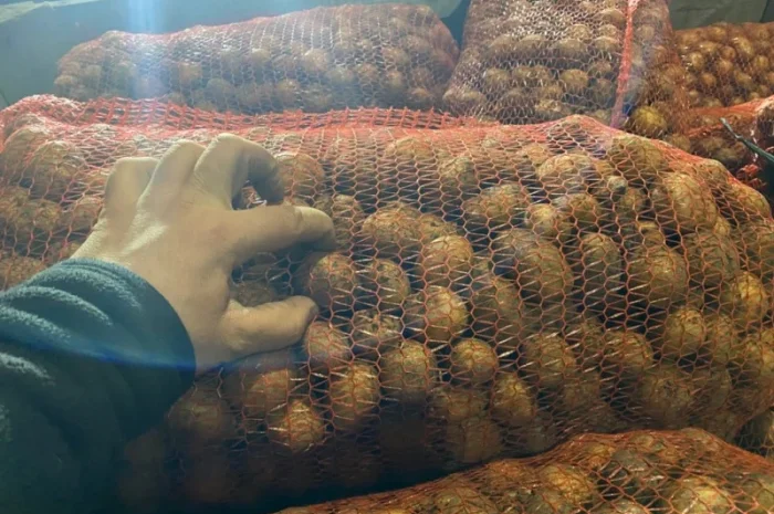 Пропонується рання картопля сортів Рівʼєра та Арізона- фото № 5