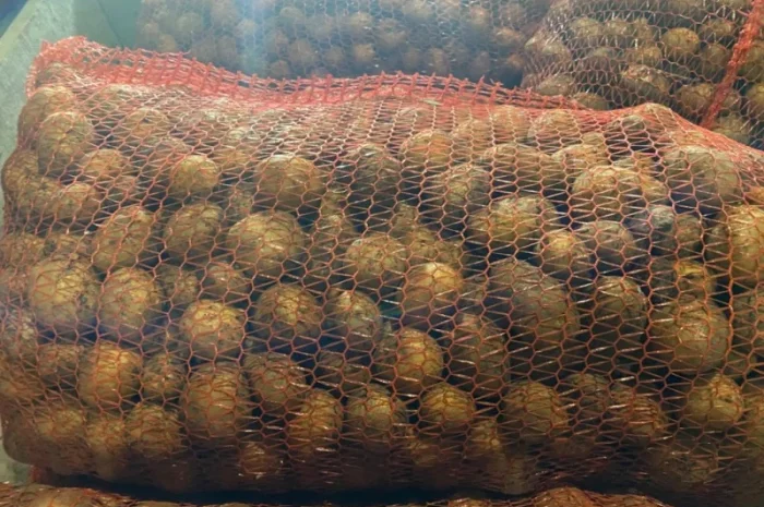 Пропонується рання картопля сортів Рівʼєра та Арізона- фото № 6