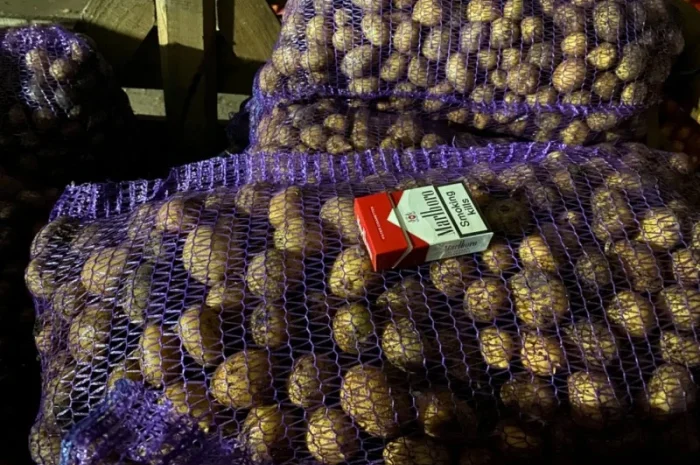 Пропонується рання картопля сортів Рівʼєра та Арізона- фото № 7