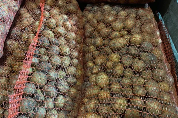 Пропонується рання картопля сортів Рівʼєра та Арізона- фото № 8