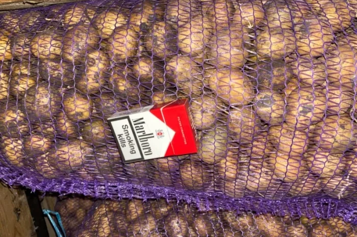 Пропонується рання картопля сортів Рівʼєра та Арізона- фото № 9