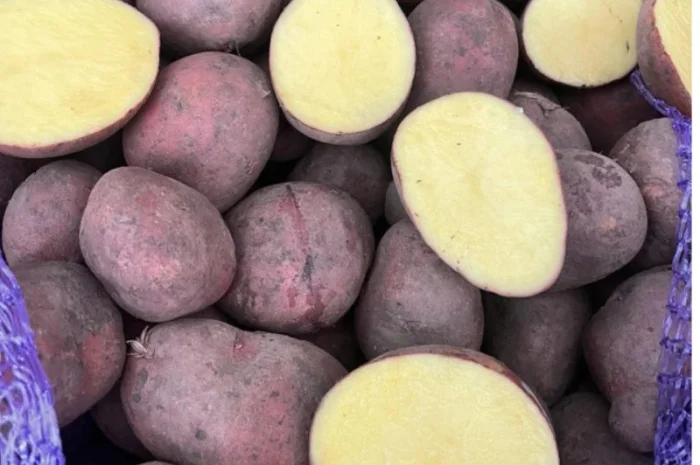 Пропонується сортова насіннєва картопля- фото № 1