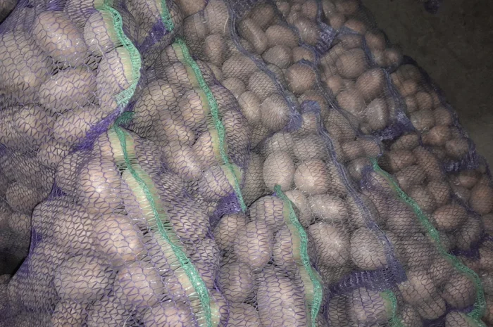 Продается товарная картошка оптом- фото № 1