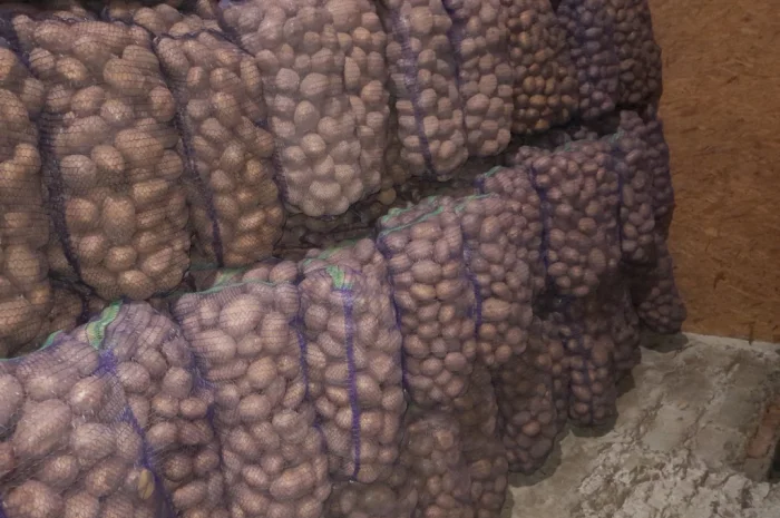 Продается товарная картошка оптом- фото № 2