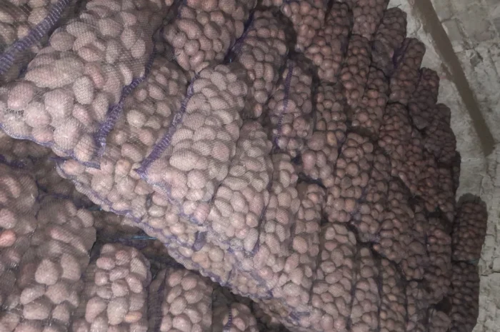 Продается товарная картошка оптом- фото № 3