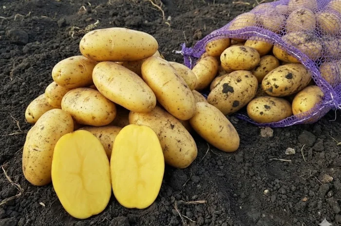 Насіння картоплі Гранада 1-2 репродукція- фото № 1