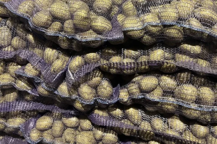 Продаж посадкової картоплі сорту Рівʼєра- фото № 1