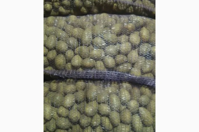 Пропонується посадкова картопля- фото № 1