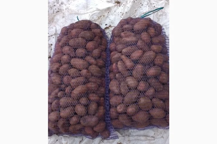 Продается семенная картошка различных сортов- фото № 1