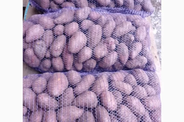 Продается семенная картошка различных сортов- фото № 2