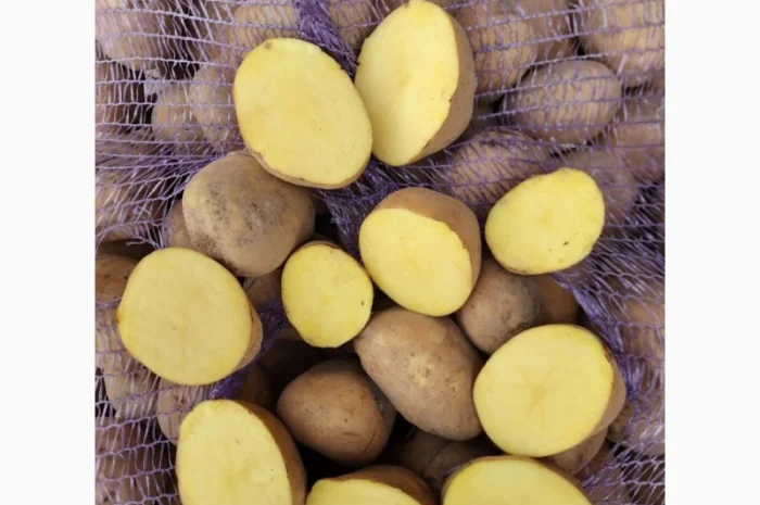 Куплю товарную картошку оптом от 20 тонн- фото № 1