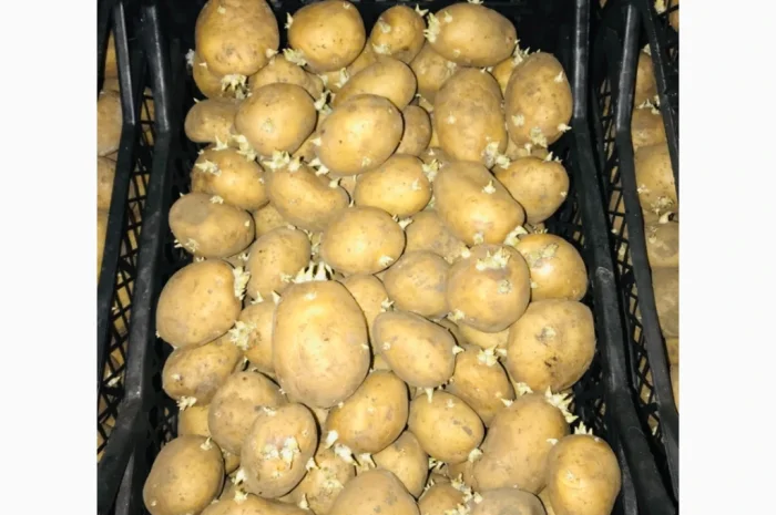 Продам семенной картофель 2 репродукция ривьера- фото № 1