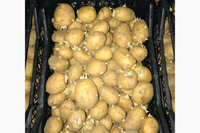 Продам семенной картофель 2 репродукция ривьера- фото № 2