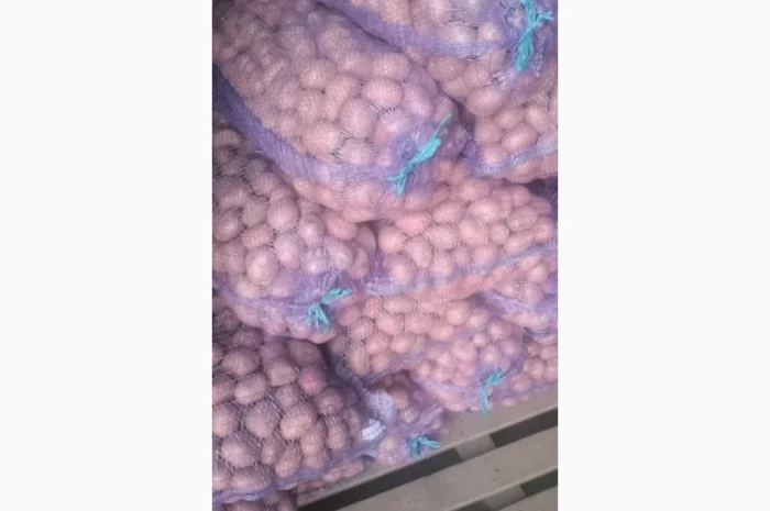 Продажа семенного картофеля сорта Раномі- фото № 2