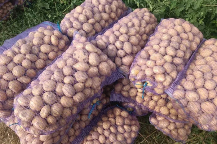 Продажа семенного картофеля сорта Раномі- фото № 5