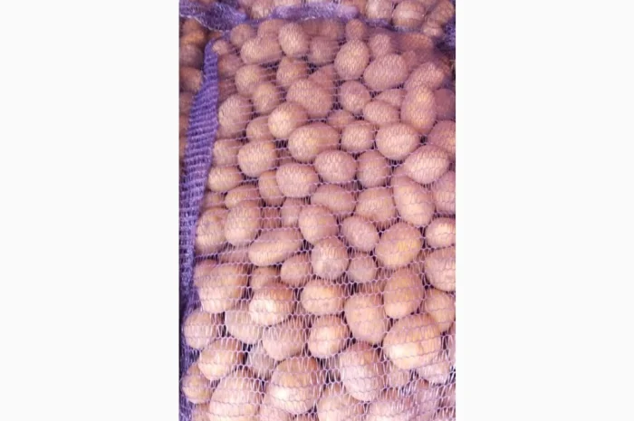 Продажа семенного картофеля сорта Раномі- фото № 6
