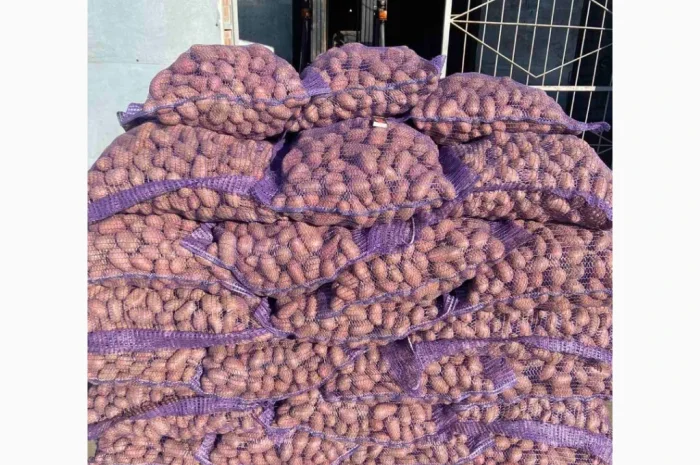 Продаж картоплі сортів Коломбо та Ред Леді- фото № 1