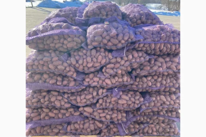 Продаж картоплі сортів Коломбо та Ред Леді- фото № 2