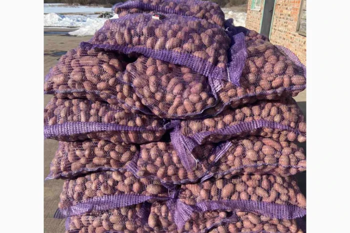 Продаж картоплі сортів Коломбо та Ред Леді- фото № 3