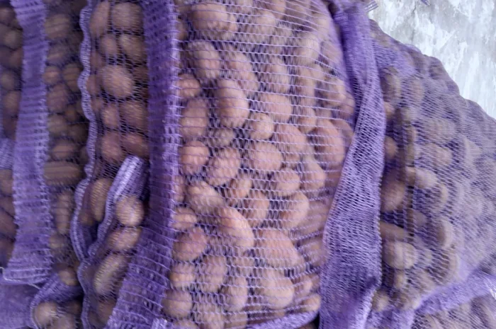 Пропонується картопля сортів Коломбо і Ред Леді- фото № 1