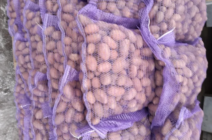 Пропонується картопля сортів Коломбо і Ред Леді- фото № 10